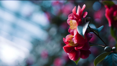 Pink flowers camellias