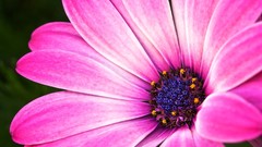 Pink flowers chamomile