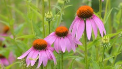 Pink flowers coneflowers
