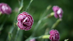 Pink for You high some too prosperity