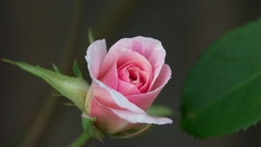 Pink roses Flowers roses