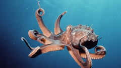 Pink tentacles octopuses