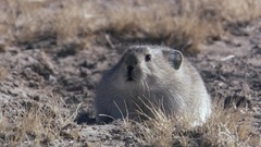 Pirates Ice Age outer space screenshots