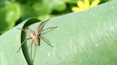 Pisaura mirabilis listspinne high