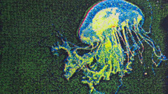 Pixels jellyfish Aquarium and