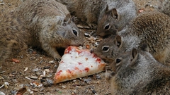 Pizza squirrels sabroso animal
