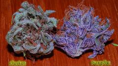 Plant beautiful Don but high damn partake