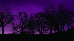 Plant Trees without Cal