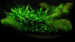 Plants aquarium