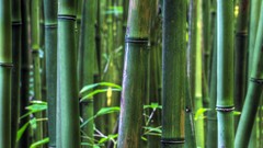Plants bamboo panorama Hawaii stalks
