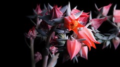 Plants black background pink flowers cactus flowers florianchin