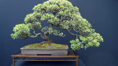 Plants bonsai tree