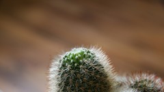 Plants cactus macro