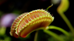 Plants carnivorous Venus flytrap