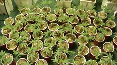 Plants clones marijuana potted plant