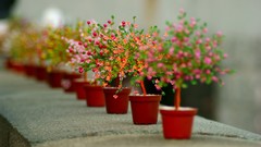 Plants complex magazine depth of field flowerpot potted plant