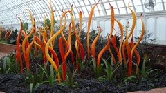 Plants exposition flower