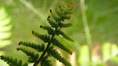 Plants Ferns depth of