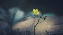 Plants Flowers yellow flower nature