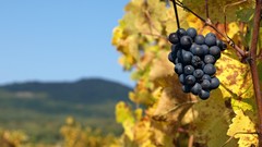 Plants grapes grapefruits