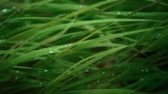 Plants Green nature grass