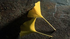 Plants ground flower petals