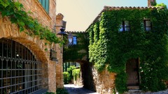 Plants houses buildings ivy wall plants