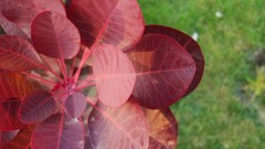 Plants leaves red leaves