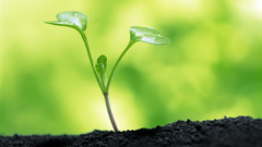 Plants macro flora blurred