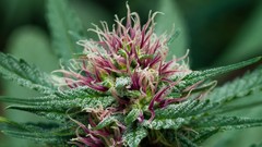 Plants marijuana drugs hemp