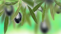 Plants olives