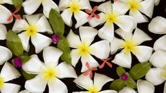 Plants plumeria nature Flowers