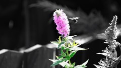 Plants selective coloring picket