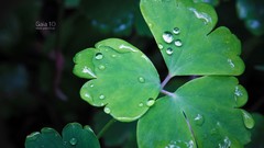 Plants shamrock clover