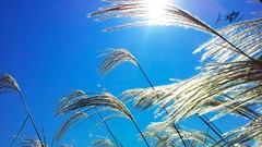 Plants skyscapes M250S