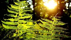 Plants sunlight Ferns blurred