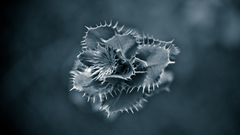 Plants thorns monochrome depth of field leaves Flowers cactus