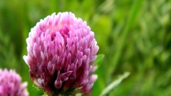 Plants Trifolium fabaceae