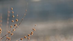 Plants ubuntu focused