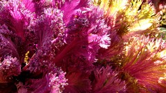 Plants vegetables cabbages