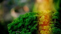 Plants vegetables lettuce