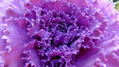 Plants vegetables water drops cabbages