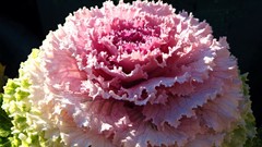 Plants vegetables water drops cabbages