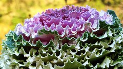 Plants vegetables water drops cabbages