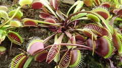 Plants Venus Flytrap meat eating plants