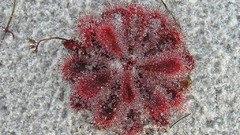 Plants Venus Flytrap meat eating plants