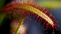 Plants Venus Flytrap meat eating plants