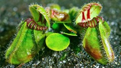 Plants Venus Flytrap meat eating plants