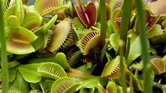 Plants Venus Flytrap meat eating plants
