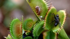 Plants Venus Flytrap meat eating plants